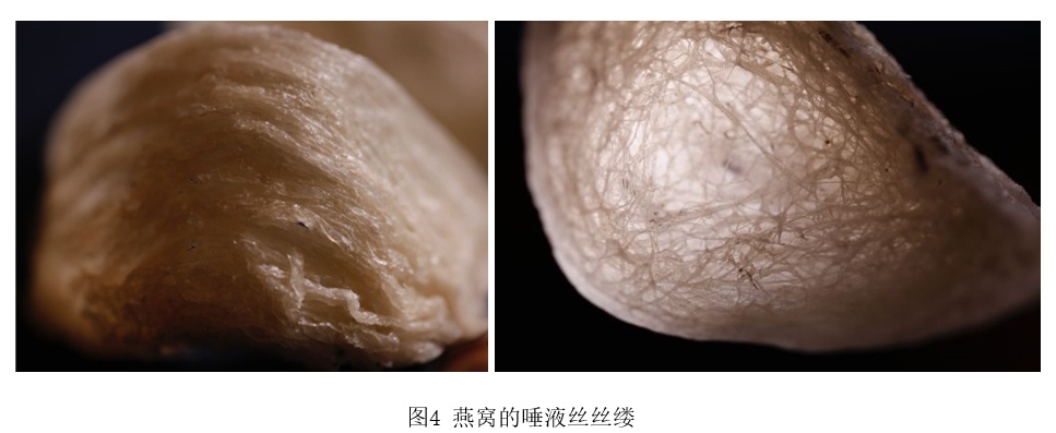 燕窝是什么？必知燕窝选购误区